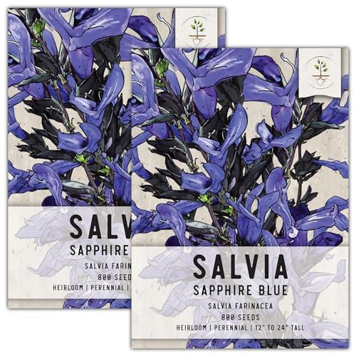 Seed Needs, Sapphire Blue Sage Seeds - 800 Heirloom Seeds for Planting Salvia farinacea - Perennial Wildflower for an Outdoor Garden Open Pollinated, Attracts Butterflies & Pollinators (2 Packs)