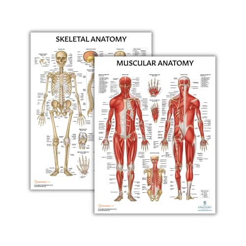 Anatomy Lab 2 PACK Muscular and Skeletal Anatomy Poster Set, LAMINATED, Anatomy and Physiology Poster, 17.3 x 22.5 Inches, Muscles Diagram, Human Anatomy Poster, Skeletal System and Muscle Anatomy Poster - Laminated Anatomy Posters Set