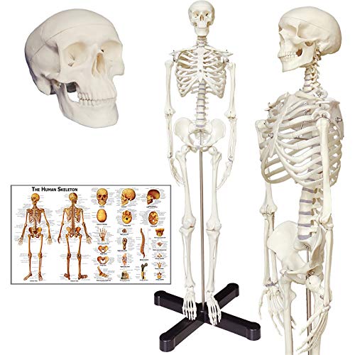 Human Skeleton Anatomy Model with Metal Stand, 33.5 inches Human Skeleton Model with Movable Arms and Legs, Including Anatomical Skeleton Model + Colorful Chart