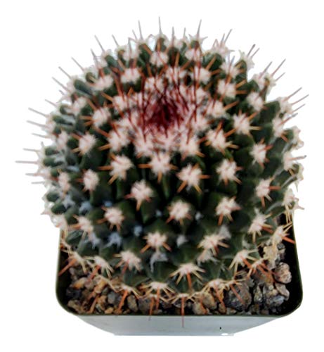 FATPLANTS Cactus Plants in Gift Box | Rooted in 4 inch Planter Pots with Soil | Living Indoor or Outdoor CactiPlants (Mammillaria mystax)