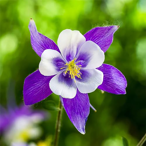 2800 Blue Dream Columbine Seeds - A Favorite Perennial Wildflower and State Flower of Colorado