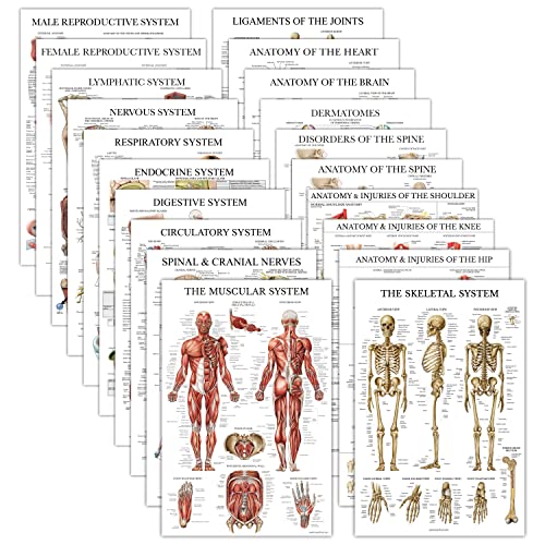 20 Pack - Anatomical Posters - Laminated - Muscular, Skeletal, Digestive, Respiratory, Circulatory, Endocrine, Lymphatic, Male & Female, Nervous, Spinal Nerves, Anatomy Charts - 18' x 24'