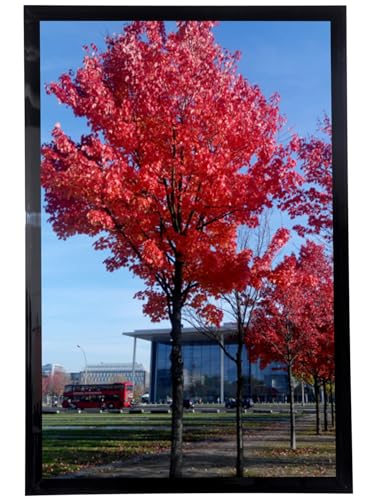 Medog 11x17 Picture Frame 11 by 17 Picture Frame Black Display pictures 11x17 Wall Hanging Photo Frame Document Certificate Picture Frames, Black, 1 Pack