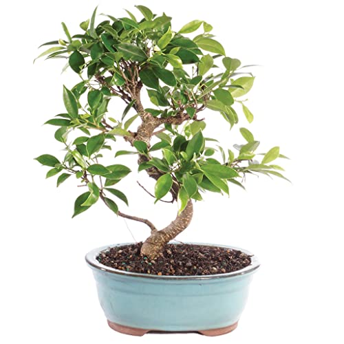 Brussel's Live Golden Gate Ficus Indoor Bonsai Tree - 7 Years Old; 8' to 10' Tall with Decorative Container