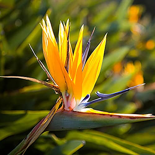 15Pcs Orange Bird of Paradise Flower Seeds for Planting Strelitzia Reginae Crane Perennial Giant Exotic Tropical for Home Garden by YEGAOL Garden