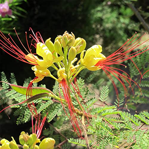 5 Yellow Mexican Desert Bird of Paradise Caesalpinia Gilliesii, Fast- Growing, Drought Tolerant, Non-GMO Heirloom Seeds, Perennial -QAUZUY GARDEN