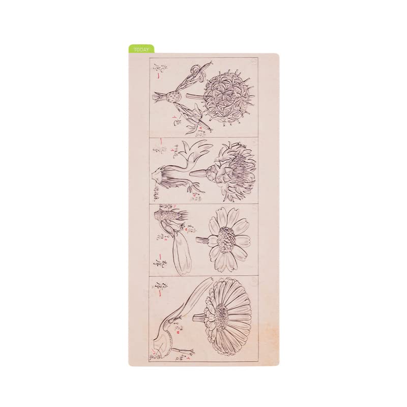 Hobonichi Techo Accessories Tomitaro Makino: Hobonichi Pencil Board for Weeks (Tomitaro Makino)