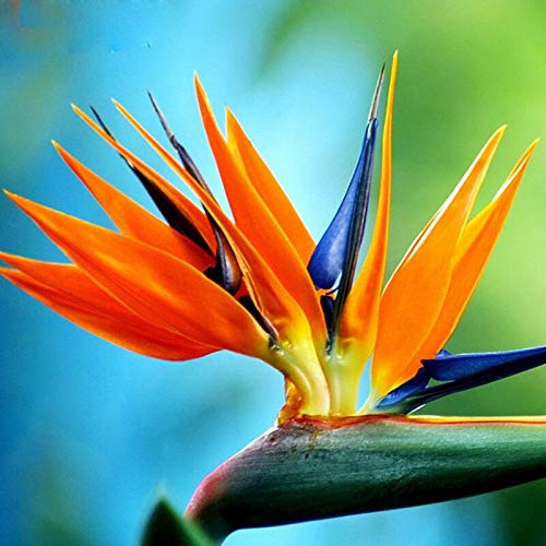 Strelitzia Royal Bird of Paradise Seeds Perennial Flowers for Planting Giant Non GMO 4 Seeds