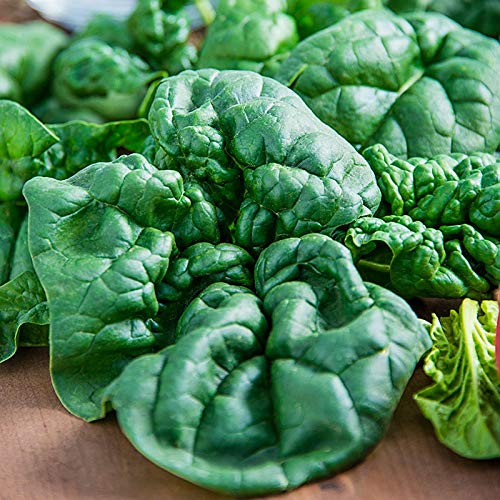 'Bloomsdale Long Standing' Spinach Seeds for Planting, 250+ Heirloom Seeds Per Packet, (Isla's Garden Seeds), Non GMO Seeds, Botanical Name: Spinacia oleracea, Great Home Garden Gift