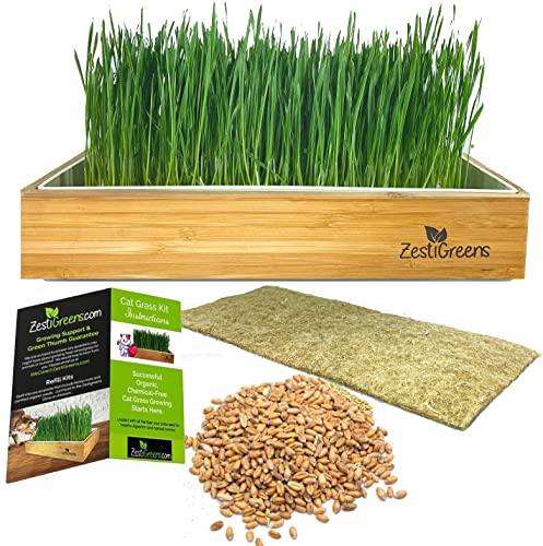 Self-Watering Cat Grass Kit. Hands Down The Easiest Way to Grow Cat Grass. Everything Included to Grow a Large Crop of Delicious Cat Grass.