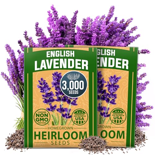 HOME GROWN Premium English Lavender Seeds | 3000 Non-GMO Herb Seeds | USA-Sourced Wildflower Seed for Planting Indoor/Outdoor | High Germination | Plant Flower Seeds