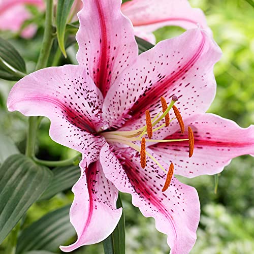 Dizzy Oriental Lily