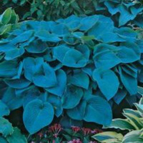 Blue Mountain Hosta