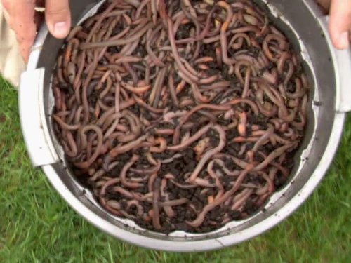 Mystery of the Squirmy Wormy