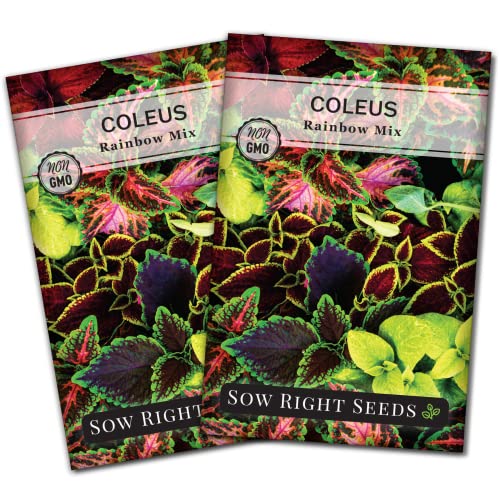 Sow Right Seeds - Coleus Rainbow Mix Seeds for Planting - Beautiful Flowers to Plant in a Home Garden - Indoors or Outdoors - Non-GMO Heirloom Seeds - Attractive & Colorful - Great Gardening Gift (2)