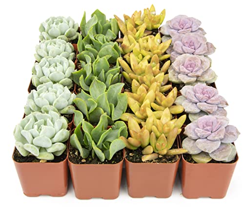 Succulents Plants Live (20PK) Potted Succulent Plants Live House Plants, Cactus Plants Live Plants Indoor Plants Live Houseplants, Indoor Plant Succulents Live Plant House Plant by Plants for Pets