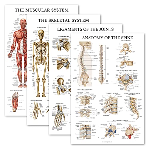 Palace Learning 4 Pack - Anatomical Poster Set - Laminated - Muscular, Skeletal, Ligaments of the Joints, Anatomy of the Spine - Anatomy Chart Set (LAMINATED, 18” x 24”)
