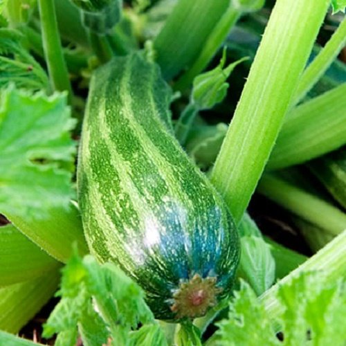 50 COCOZELLE di Napoli SQUASH Italian Zucchini Cucurbita Pepo Vegetable Seeds