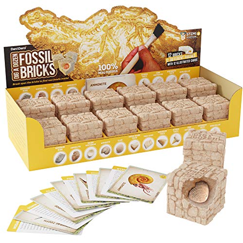 Dig a Dozen Fossil Bricks - Break Open 12 Bricks and Discover 12 Unique Real Fossils - Archaeology Science STEM Easter Gift