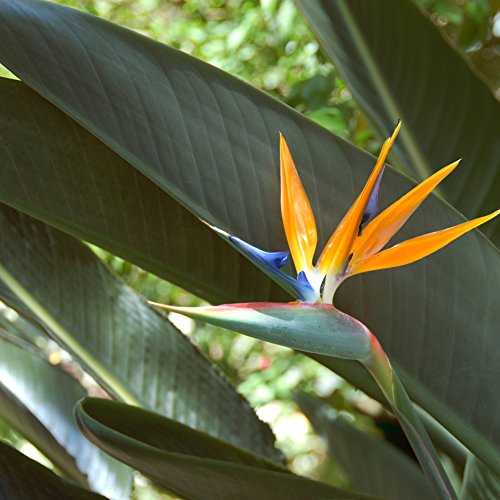 Outsidepride Bird of Paradise Plant Flower Seed - 50 Seeds