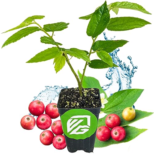 Red Jamaican Cherry (Strawberry Tree) - Muntingia calabura by Wellspring Garden - Broadleaved Fruit Tree for Your Garden - Fast Growing Evergreen Starter Plant