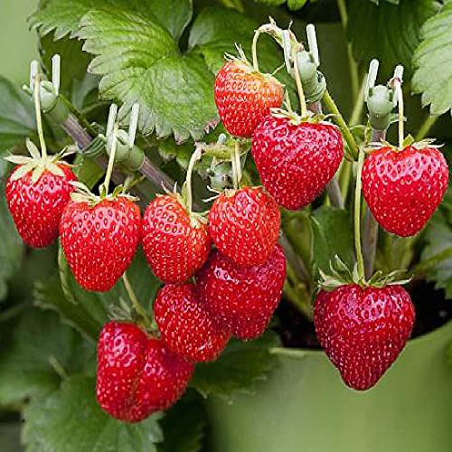 (2000 Seeds) Perpetual Strawberry Four Seasons Strawberry Seeds for Planting04