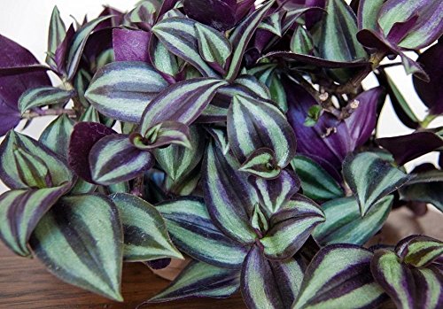 Purple Wandering Jew - Easy to Grow House Plant - Inch Plant - 4' Pot