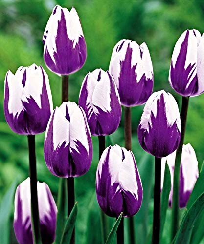 Blueberry Swirl Tulip Flower Bulbs - Vibrant Color with Beautiful Blooms - Includes 10 Flower Bulbs
