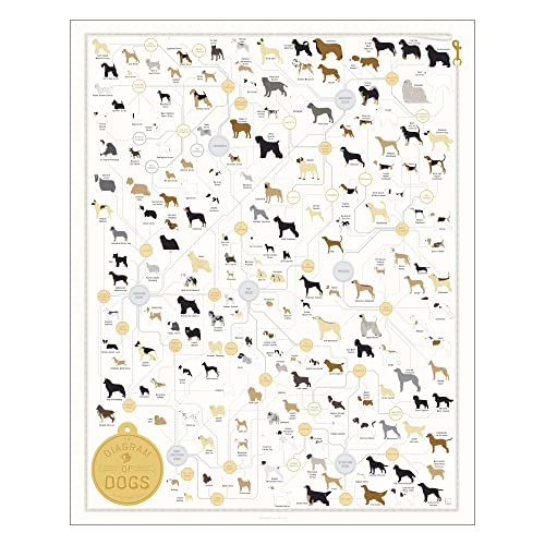 Pop Chart | Breeds of Dog Poster | 16' x 20' Art Print | Diagram of Every Canine Breed | Perfect Dog Lover Wall Decor for Home | 100% Designed and Made in the USA