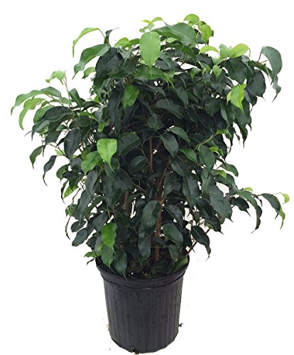 Wintergreen Weeping Fig Tree - Ficus - Great Indoor Tree for Low Light - 8' Pot