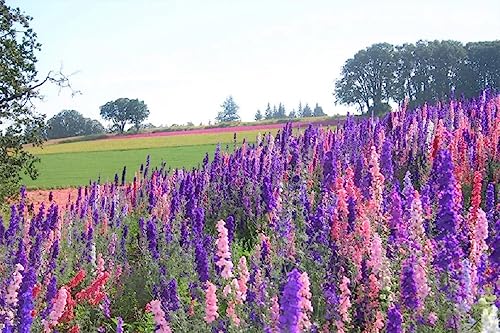 Delphinimum Seed, 25 Seeds, Giant Imperial Mix, Striking Mixed Colors, Perennial Wild Flower, Beautiful Flowers to Plant in Your Home Garden - Non-GMO Heirloom Seeds - Great for Cut Flowers