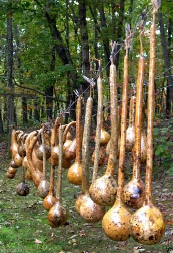 Dipper Gourd Seeds,12' long necks and bulbs with a diameter of 5-7'