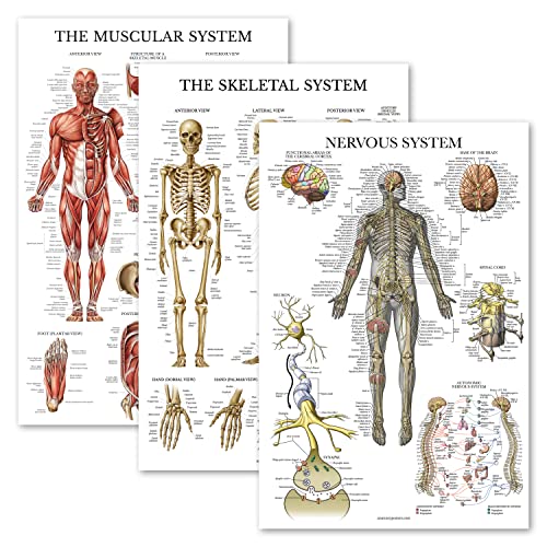 Palace Learning 3 Pack - Muscle + Skeleton + Nervous System Anatomy Poster Set - Muscular and Skeletal System Anatomical Charts - Laminated 18' x 24'