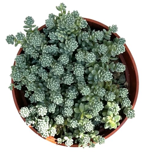 The Waterspout | 4' Cactus and Succulent Collections (Cluster Sedum Dasyphyllum 'Stonecrop Major')