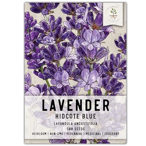 Seed Needs, Blue Hidcote Lavender Seeds - 500 Heirloom Seeds for Planting Lavandula angustifolia - Fragrant Perennial Medicinal Herb for Outdoor Gardens (1 Pack)