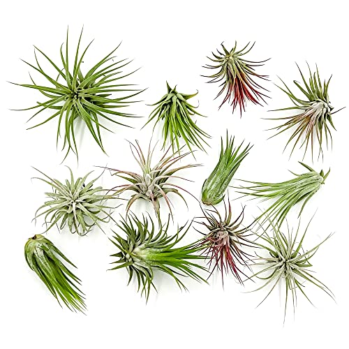 ragnaroc Air Plants - Tillandsia Ionantha Pack, Regular 1-3' - 12ct - Live Arrival Guaranteed - House Plants for Home Decor & Gift