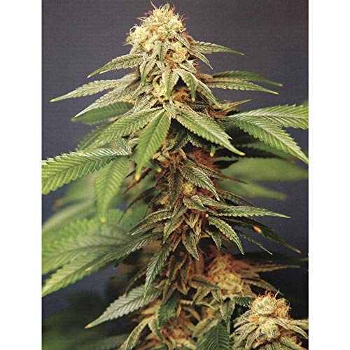 Trippy Marijuana Weed Plant 3D Poster Wall Art Decor Print | 11.8 x 15.7 | Lenticular Posters & Pictures | Photo Memorabilia Gift for Guys & Girls Bedroom | Cool Hippie Psychedelic Sativa Pot Leaf Bud