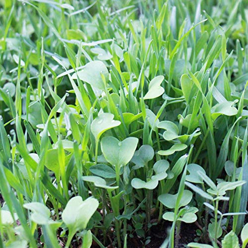No-Till Garden Farm and Garden Cover Crop Mix Seeds - 5 Lbs - Blend of Gardening Cover Crop Seeds: Hairy Vetch, Daikon Radish, Forage Collards, Triticale, More…