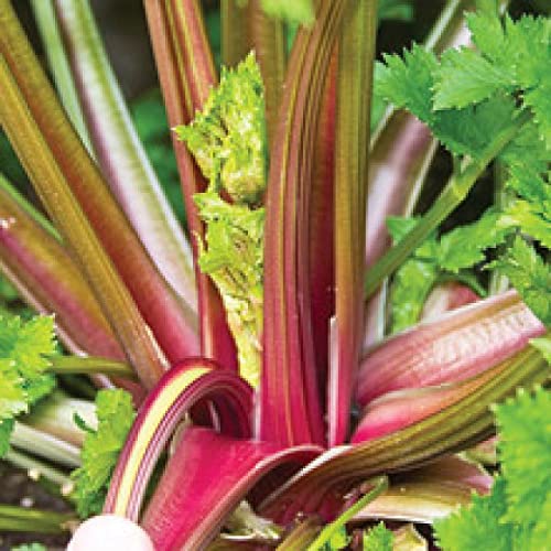 Redventure Red Celery! 100 - 1000 Seeds Organic Heirloom Rare Non-GMO Bulk (100)