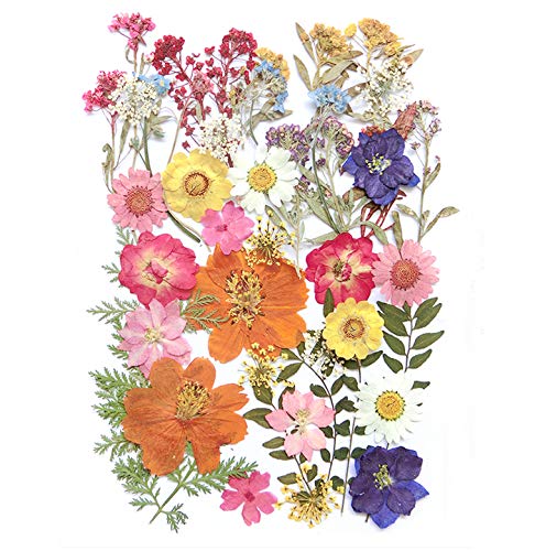 17 Types 48PCS Real Dried Pressed Flowers Leaf Plant Herbarium for DIY Resin Jewelry Making Floral Decors(Colorful)