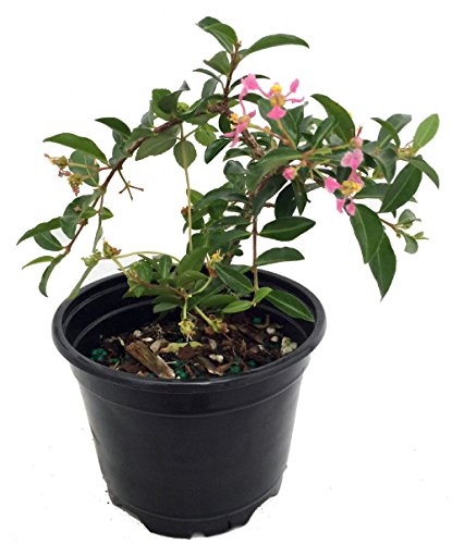 Barbados Cherry Plant - Malpighia emarginata - Indoors/Out - 4' Pot