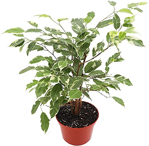 Ficus Benjamina Variegated - 6' Pot