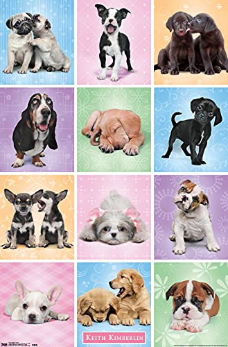 Trends International Puppies Cuties Wall Poster 22.375' x 34', Dormitory
