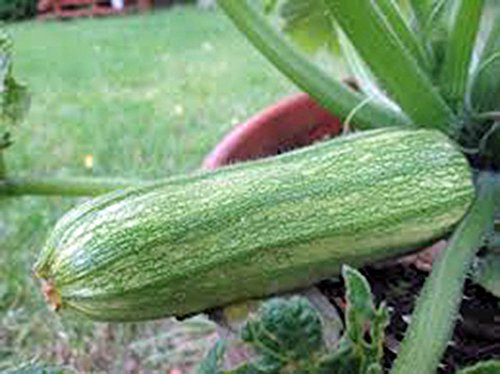 Squash, Summer Cocozelle, Heirloom, 25+ Seeds, Great for Cooking, Salad