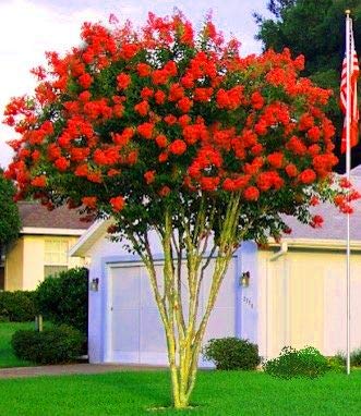 Large Dallas Red Tree Crape Myrtle, Matures 18ft+, Brightest Cherry Red Flower Clusters, Ships 2-4ft Tall, Well Rooted in Pot with Soil (1)