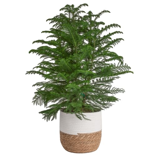 Costa Farms Live Christmas Tree, Large Norfolk Island Pine in Premium Indoor Décor Plant Pot, Houseplant Christmas Decoration, Christmas Gift or Room Decor, 3-4 Feet Tall