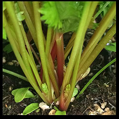 Redpar Cutting Red Celery! 100 - 1000 Seeds Organic Super Rare! Non-GMO Bulk (100)