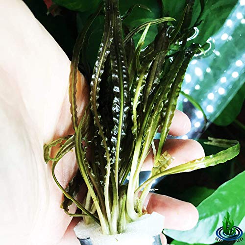 Greenpro Cryptocoryne Retrospiralis 3-Bunch Freshwater Live Aquarium Plants Decoration