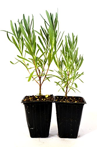 9GreenBox - Provence French Lavender - 2 Pack