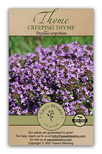 Gaea's Blessing Seeds - Creeping Thyme Seeds - Heirloom Non-GMO Seeds with Easy to Follow Planting Instructions 93% Germination Rate